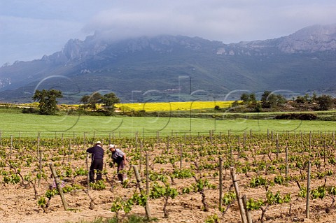 Spring maintenance in vineyard with the Sierra Cantabria beyond near Elvillar Alava Spain   Rioja Alavesa