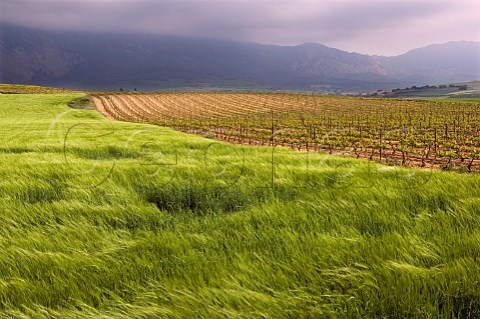 Barley field and vineyard with the Sierra Cantabria beyond near Elvillar Alava Spain Rioja Alavesa