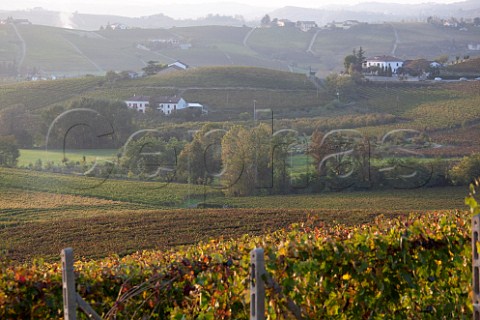 Vineyards in the Monferrato Hills near Nizza Monferrato south of Asti Piemonte Italy