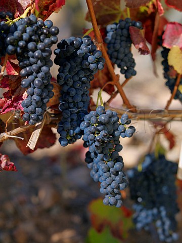 Syrah grapes in vineyard of Via Falernia in the Elqui Valley Chile