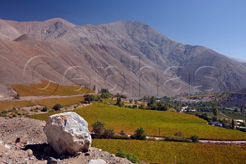 Autumnal vineyards in the Huasco Valley Atacama region Chile