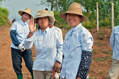 Female workers in vineyard at Chateau Changyu AFIP Global winery Ju Gezhuang Beijing Miyun County China