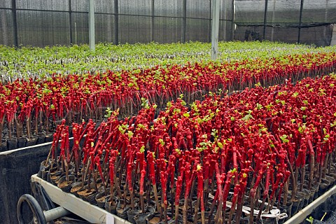 Close up of grape vines grafted to American rootstock at Chateau Junding nursery  Penglai Shandong Province China