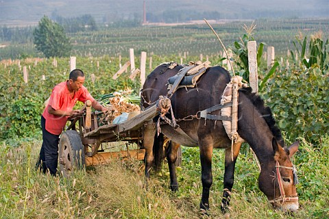 Farmer and donkeydrawn card in his vineyard operated for Dynasty winery near Jixian Tianjin province China