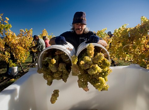 Harvesting Riesling grapes in Ashmore Vineyard for Greywacke the wine of Kevin Judd  Marlborough New Zealand
