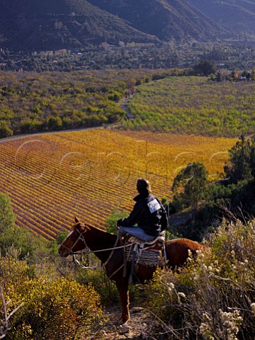 Rodrigo Pino on horseback above autumnal Chardonnay vineyard of William Fvre in the Maipo Valley Chile