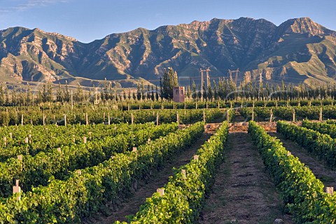 Cabernet Sauvignon vines in Huailai Rongchen vineyard Near Guanting Lake Hebei Province China