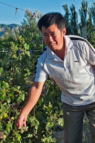 Winemaker Zhi yu yang in vineyard of Huailai Rongchen winery near Guanting Lake Huailai County Hebei Province China