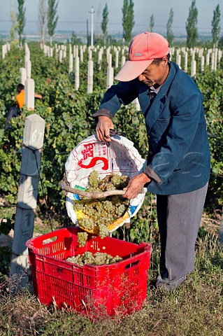 Harvesting Chardonnay grapes in Huailai Rongchen vineyard near Guanting Lake Hebei Province China
