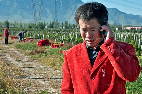 Winemaker Zhi Yu Yang during harvesting Chardonnay grapes in Huailai Rongchen vineyard near Guanting Lake Hebei Province China