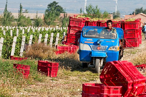 Harvesting Chardonnay grapes in Huailai Rongchen vineyard near Guanting Lake Hebei Province China