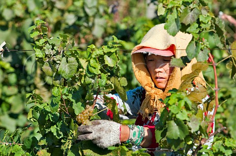 Woman harvesting Chardonnay grapes in Huailai Rongchen vineyard near Guanting Lake Hebei Province China