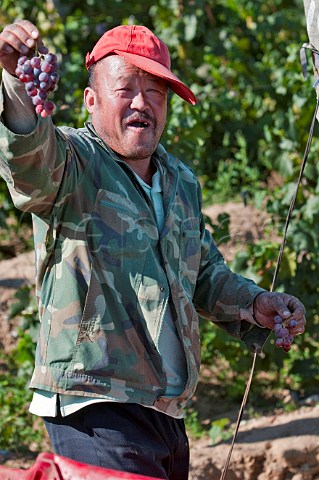 Man holding grapes while harvesting Cabernet Sauvignon in Huailai Rongchen vineyard near Guanting Lake Hebei Province China