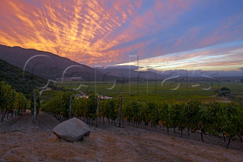 Sunrise over Clos Apalta vineyards of Lapostolle Apalta Colchagua Valley Chile