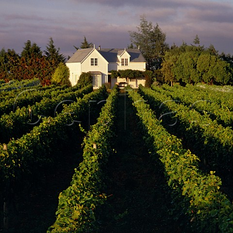 Tirohana Estate vineyard Martinborough New Zealand Wairarapa