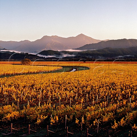 Oyster Bay vineyard in the Wairau Valley with the Richmond Range beyond  Marlborough New Zealand