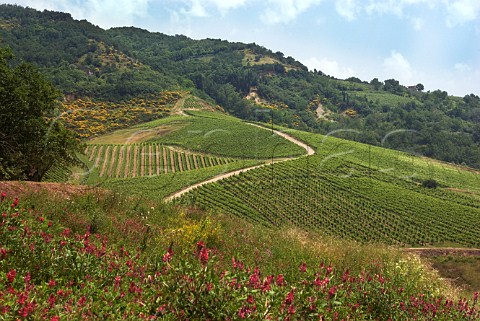 Cutizzi vineyard of Feudi di San Gregorio planted with Greco vines San Paolo Avellino Campania Italy Greco di Tufo