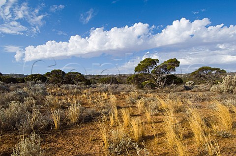 Grassy landscape on the Nullarbor Plain Western Australia