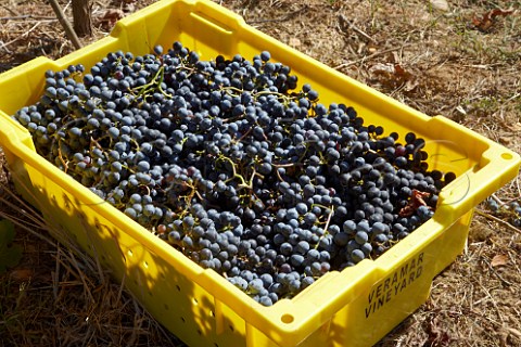 Crate of harvested Cabernet Franc grapes in vineyard of Veramar Berryville Virginia USA  Shenandoah Valley AVA
