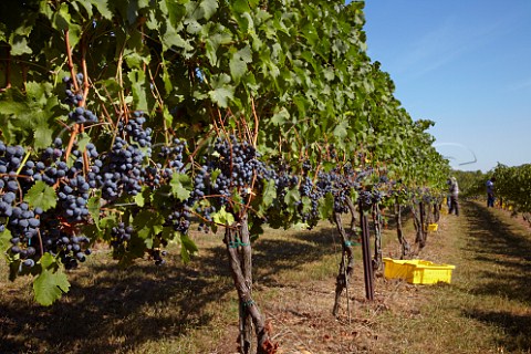 Bunches of Cabernet Franc grapes await picking in vineyard of Veramar Berryville Virginia USA  Shenandoah Valley AVA