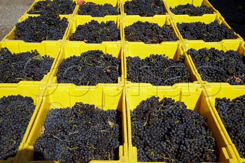 Crates of harvested Syrah grapes at Breaux Vineyards Purcellville Virginia USA