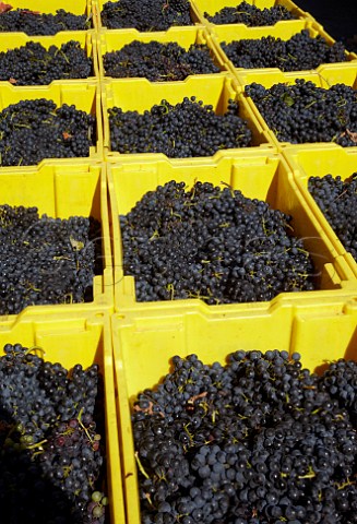 Crates of harvested Syrah grapes at Breaux Vineyards Purcellville Virginia USA