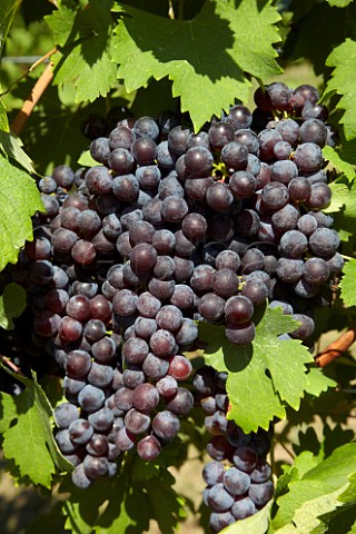 Nebbiolo grapes of Breaux Vineyards Purcellville Virginia USA