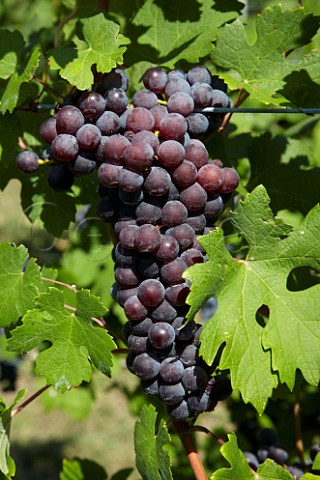 Nebbiolo grapes of Breaux Vineyards Purcellville Virginia USA
