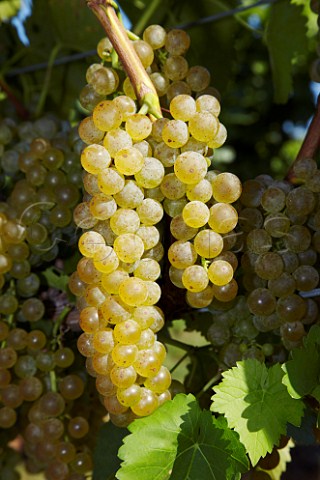 Vidal Blanc grapes of Breaux Vineyards Purcellville Virginia USA