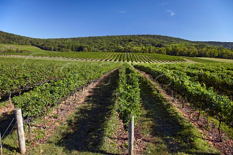 Cabernet Franc vines of Breaux Vineyards Purcellville Virginia USA