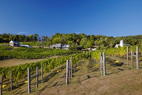 Hillsborough Vineyards at harvest time Hillsboro near Purcellville Virginia USA