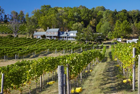 Hillsborough Vineyards at harvest time Hillsboro near Purcellville Virginia USA