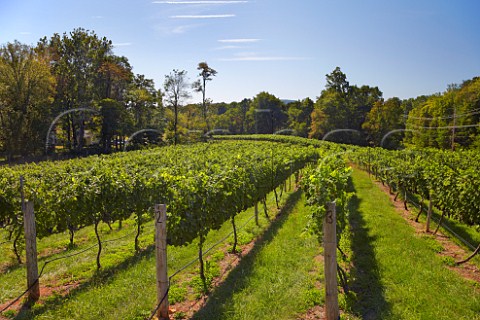 Cabernet Franc vineyard of Rappahannock Cellars Huntly Virginia USA