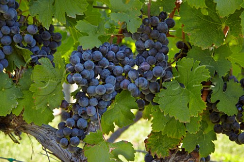 Cabernet Franc grapes in vineyard of Rappahannock Cellars Huntly Virginia USA