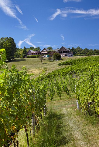 Cabernet Sauvignon vines below the winery of Linden Vineyards in the Blue Ridge Mountains   Linden Virginia USA