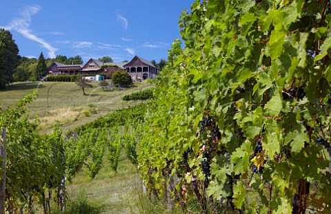 Cabernet Sauvignon vines below the winery of Linden Vineyards in the Blue Ridge Mountains   Linden Virginia USA