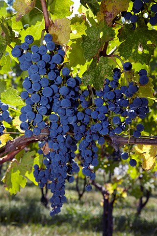 Cabernet Sauvignon grapes of Linden Vineyards in the Blue Ridge Mountains   Linden Virginia USA