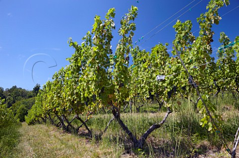 Cabernet Sauvignon vines on a Lyre trellis at Linden Vineyards in the Blue Ridge Mountains   Linden Virginia USA