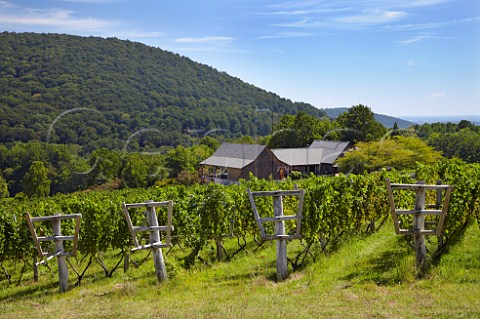 Chardonnay vines on a Lyre trellis above the winery of Linden Vineyards in the Blue Ridge Mountains   Linden Virginia USA