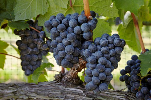 Petit Verdot grapes of White Hall Vineyards  Crozet Virginia USA  Monticello AVA