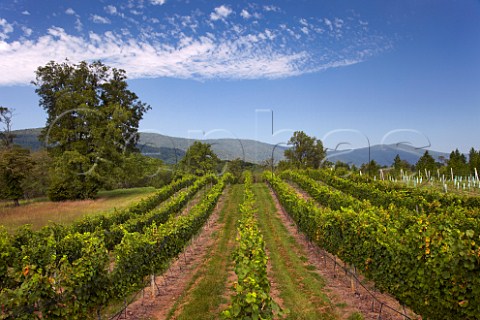 Riesling vineyard of White Hall with the Blue Ridge Mountains in distance   Crozet Virginia USA  Monticello AVA