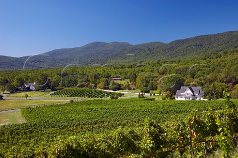 Veritas vineyards in the Blue Ridge Mountains at Afton Virginia USA    Monticello AVA