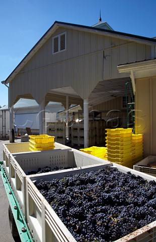Harvested Tannat grapes at Veritas winery Afton Virginia USA    Monticello AVA