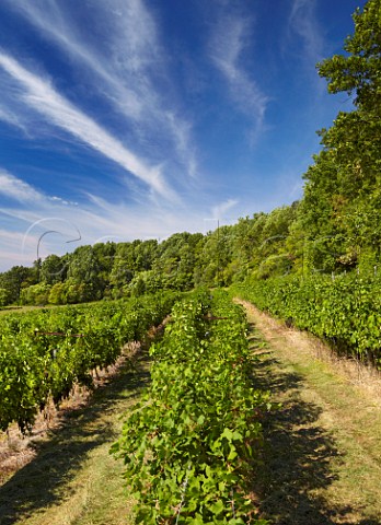 Nebbiolo vines of Breaux Vineyards Purcellville Virginia USA