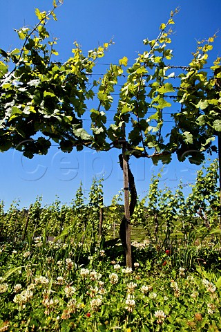 Grner Veltliner vineyard in spring Wachau Niedersterreich Austria Wachau