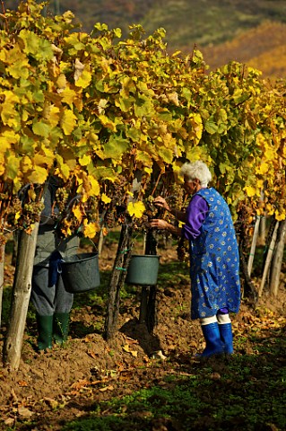 Picking asz Furmint grapes in vineyard at Md Hungary Tokaj