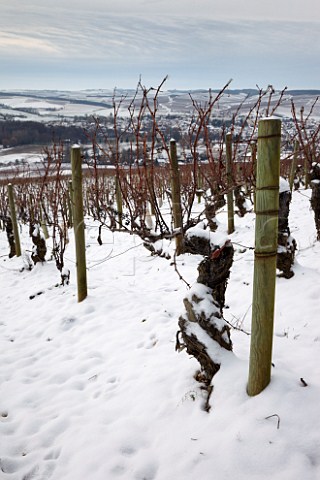 Old vines in Les Clos vineyard above the town of Chablis Yonne France  Chablis Grand Cru