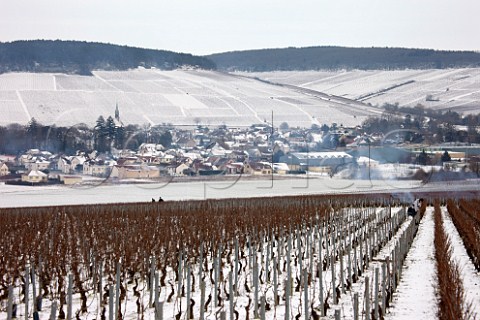 Pruning in the premier cru Vaillons vineyard with town of Chablis and the grand cru vineyards Valmur Les Clos and Blanchot beyond Yonne France  Chablis
