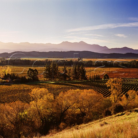 Autumnal vineyards of Little Beauty in the Waihopai Valley Marlborough New Zealand