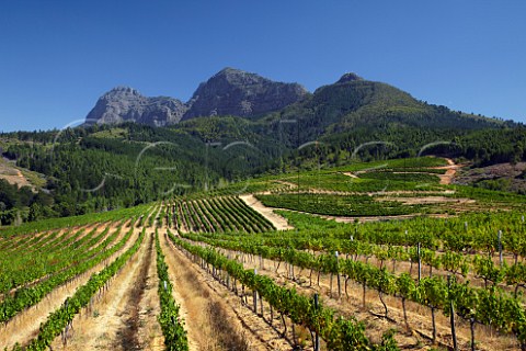 Klein Simonsvlei vineyards with the Simonsberg mountain beyond   Paarl Western Cape South Africa  SimonsbergPaarl